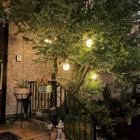 アガベ・ベネズエラ,パールアカシア,食虫植物・サラセニア,イルミネーション,庭木の画像