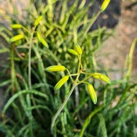 アロエ,サボテン,アロエ・バケリ,多肉植物,季節の花の画像