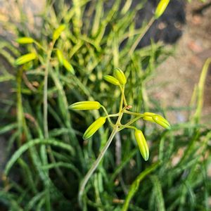 アロエ,サボテン,アロエ・バケリ,多肉植物,季節の花の画像