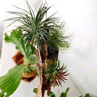 チランジア,エアプランツ,流木,水苔,エアプランツ　イオナンタの画像