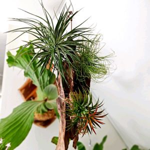 チランジア,エアプランツ,流木,水苔,エアプランツ　イオナンタの画像