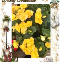 コスモス,ベゴニア,リーガルベゴニア,花のある暮らし,コラージュの画像