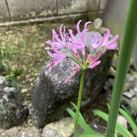 ダイヤモンドリリー,ネリネ（ダイヤモンドリリー）,小さな庭の画像