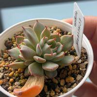 エケベリア　ツルギダ,葉挿し,エケベリア属,多肉初心者,多肉植物とサボテンの画像