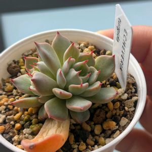 エケベリア　ツルギダ,葉挿し,エケベリア属,多肉初心者,多肉植物とサボテンの画像