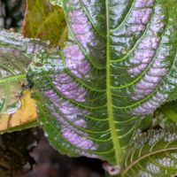 ラミウム,ストラビランテス,お花のある暮らし,2のつく日は斑入りの日,斑入り見つけ隊No.9の画像