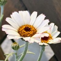 アリッサム,バコパ,ローダンセマム,展示会,可愛いねの画像