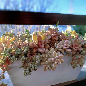 虹の玉,多肉植物,育てやすい多肉植物,多肉植物寄せ植え,普及種の画像