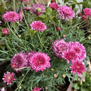 ビオラ,ビオラ　ビオーレ,ビオラ　ビオーレ,マーガレットスマッシュ,マーガレットスマッシュの画像