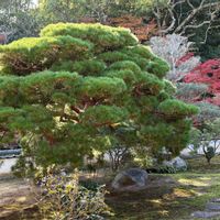 ホトトギス,アカマツ,掛け軸好き,下関女子旅,お出かけ先の画像