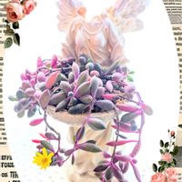 開花,ルビネ,天使の日,コラージュ仲間達,なんちゃってサモトラケのニケの画像