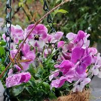 ビオラ,我が家の庭,ハンギングバスケット,かわいい花,雨の一日の画像