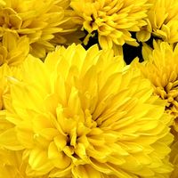 キク,いつもありがとう♡,GSのみなさんに感謝♡,復興祈願,平和を願う☆の画像