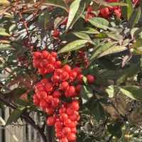 ナンテン,ビータンス,花のある暮らし,復興を祈る,庭の画像