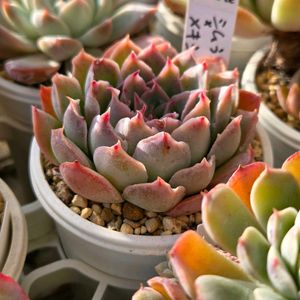 ブラックスワン,茜小鶴,多肉植物,多肉植物寄せ植え,多肉大好きの画像