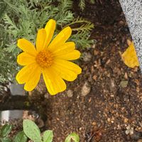 ユリオプスデージーの画像