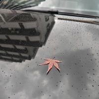 カエデ,朝のひととき,福岡市,福岡市中央区の画像