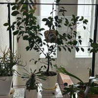 寄せ植え,多肉植物,観葉植物,ホームセンター,植中毒の画像
