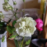 バラ,おでかけ先,おうち園芸,記録pic,玄関内側の画像