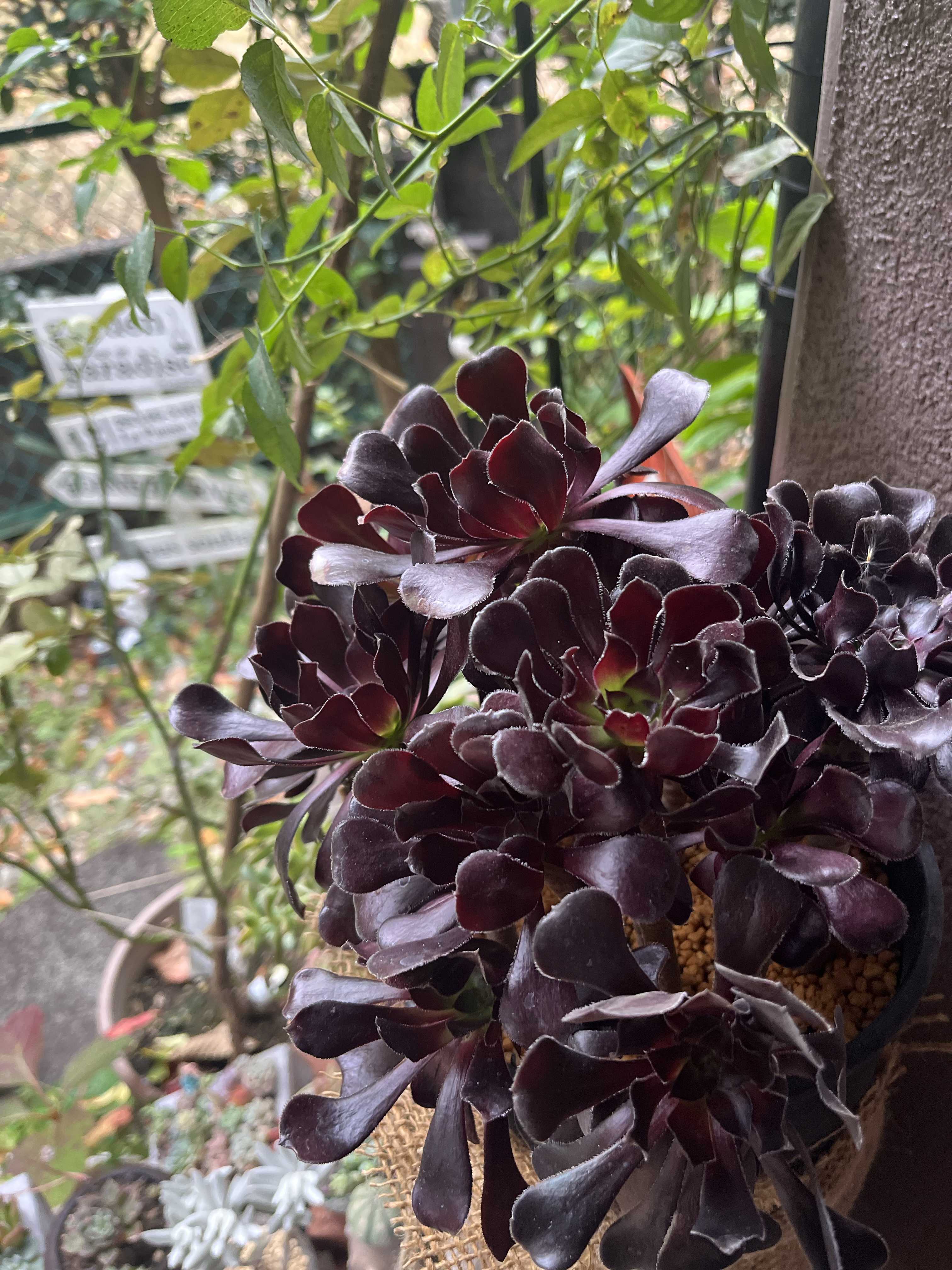 タニクリスマスツリーが話題！クリスマスは多肉植物を飾って楽しもう