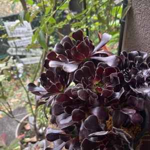 黒法師,多肉植物,多肉寄せ植え,多肉大好き,ガーデンの画像