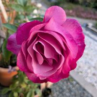 大輪咲き薔薇ﾁｬﾝ,プランター,軒下,いただきもの,バラのある暮らしの画像