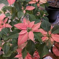 ポインセチア,クリスマス,熱帯植物,低木,短日処理の画像