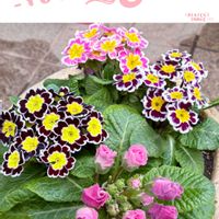 ペチュニア,バラ咲きジュリアン,プリムラ　ジュリアン,吉祥草,フユザクラの画像