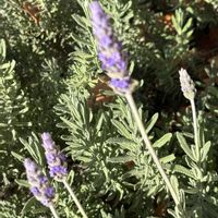 ラベンダーの画像