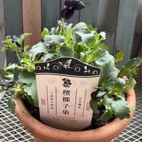 ビオラ,ビオラ 平塚弘子作品集,パンジー クリスタルマーメイド,パンジー クリスタルマーメイド,檳榔地染の画像