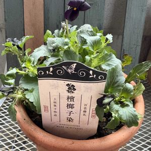 ビオラ,ビオラ 平塚弘子作品集,パンジー クリスタルマーメイド,パンジー クリスタルマーメイド,檳榔地染の画像