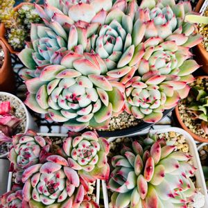 サボテン,桃太郎,碧魚連,松霞,エケベリア 桃太郎の画像