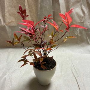 ナンテン,南天,キッチンの画像