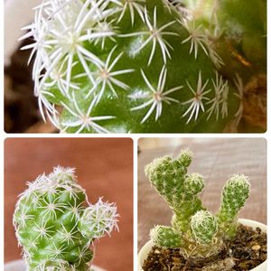 キク,サボテン,ツワブキ,ナデシコ,ビオラの画像