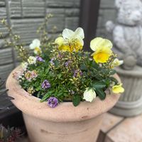 よく咲くスミレ・レモネード,寄せ植え,鉢植え,ガーデニングの画像