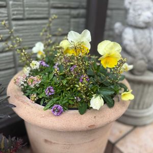 よく咲くスミレ・レモネード,寄せ植え,鉢植え,ガーデニングの画像