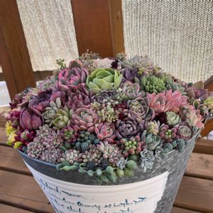 オーロラ,乙女心,ブロウメアナ,ローラ,多肉植物いろいろの画像