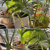 テーブルヤシ,テーブルヤシの花、の画像