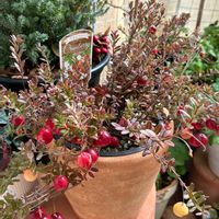 クランベリー,クランベリーの赤い実,ほしつながり,しゃまのべらんだ♪,たいせつななかま♡の画像