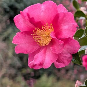 サザンカ,地植え,可愛い〜♡,花のある暮らし,おうち園芸の画像