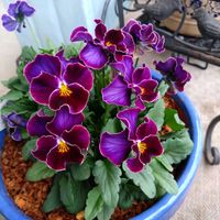 ヨコハマセレクション フレアブルー,ベランダガーデニング,ガーデンプレイス花のワルツ,リピ買い,ベランダの画像