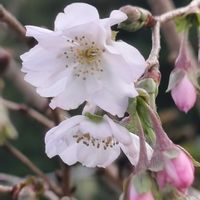 ネギ,フユザクラの画像