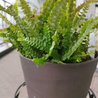 タマシダの画像