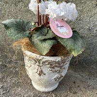 シクラメン  スワン,鉢植え,ガーデニング,球根植物,観察日記の画像