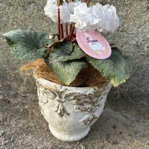 シクラメン  スワン,鉢植え,ガーデニング,球根植物,観察日記の画像