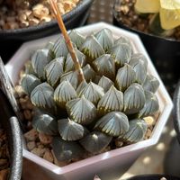 ハオルチア,ハオルチア　ブルーレイオブツーサ,多肉植物,鉢植え,ハオルチア属の画像