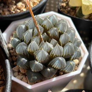 ハオルチア,ハオルチア　ブルーレイオブツーサ,多肉植物,鉢植え,ハオルチア属の画像