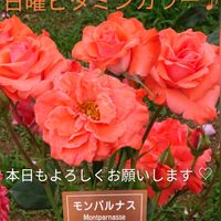 バラ,バラ マガリ,バラ カトリーヌ・ドゥヌーヴ,バラ カリンカ,薔薇 マジョレットの画像