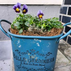 カレックス,カレックス,グレコマ,タイム,タイムの画像