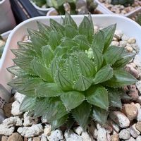 ハオルチア,北海道,多肉成長記録,多肉植物初心者,窓際多肉ちゃんの画像